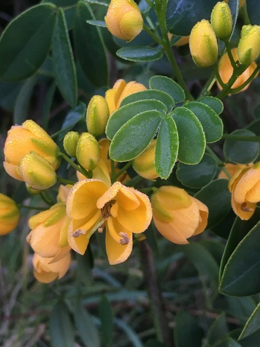 Senna pendula (Christmas cassia) — photo