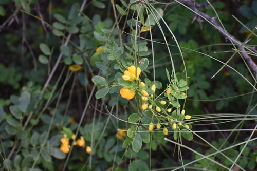 Senna pendula