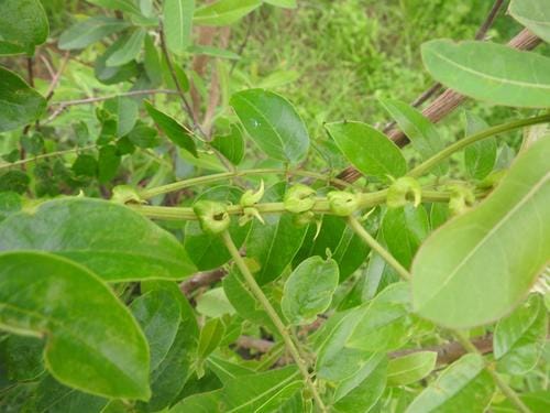 Senna petersiana (Eared Senna) — photo