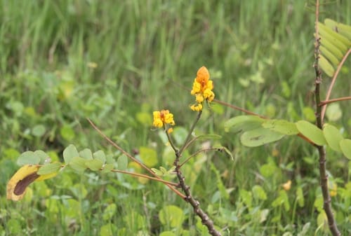 Senna reticulata (Golden lantern tree) — photo
