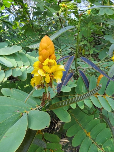 Senna reticulata