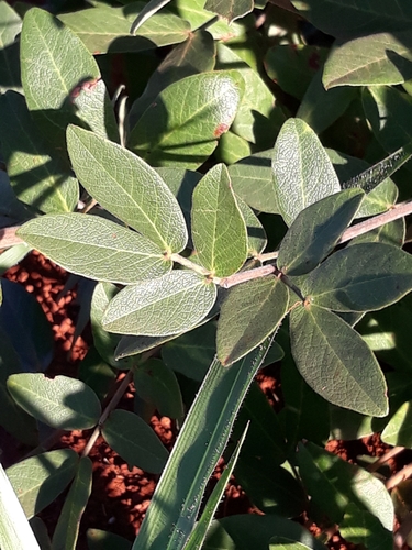 Senna rugosa (Casiruba) — photo