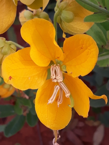 Senna rugosa
