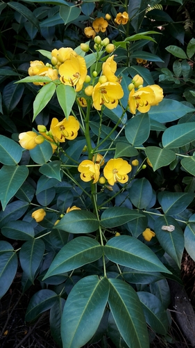Senna septemtrionalis (Showy cassia) — photo