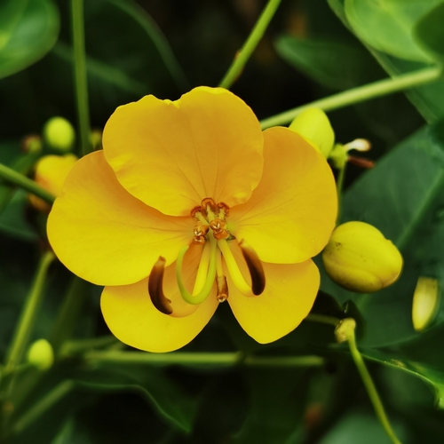 Senna septemtrionalis (Showy cassia) — photo