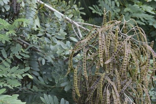 Senna siamea (Cassod Tree) — photo