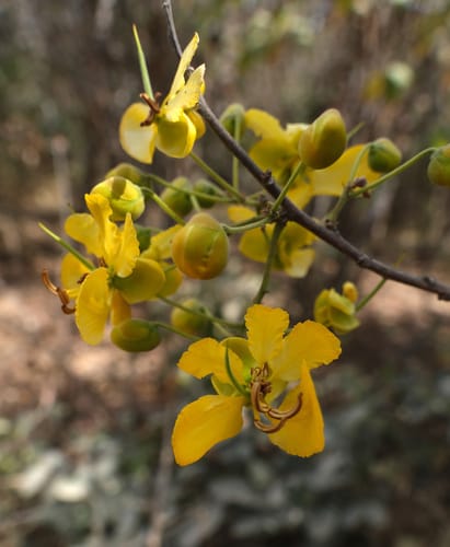 Senna singueana (Winter cassia) — photo