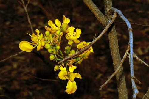 Senna singueana