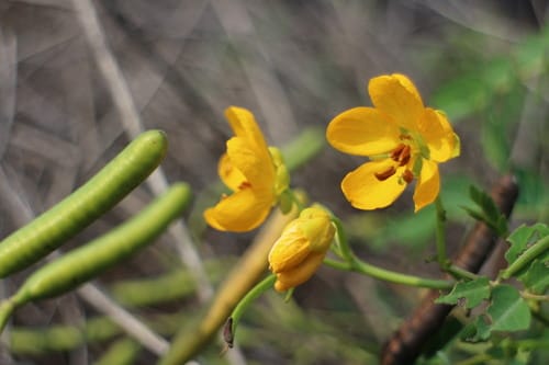 Senna sophera (Kasondi senna) — photo
