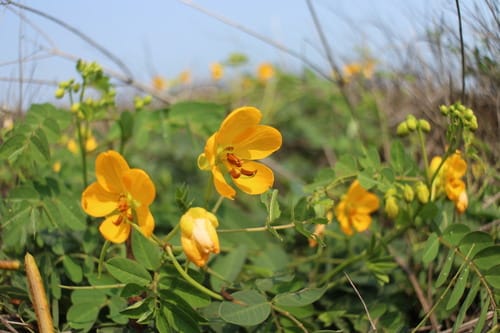 Senna sophera (Kasondi senna) — photo