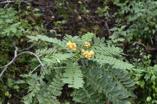 Senna spectabilis (Yellow cassia) — photo