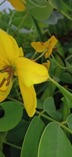 Senna sulfurea (Smooth senna) — photo