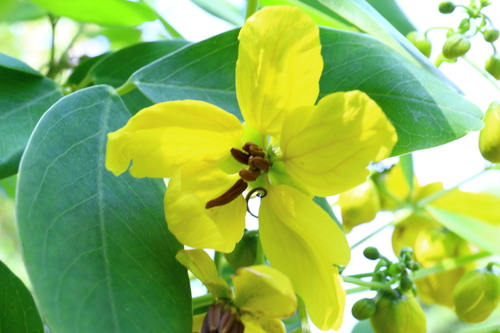 Senna sulfurea