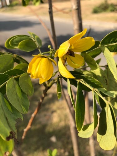 Senna sulfurea (Smooth senna) — photo