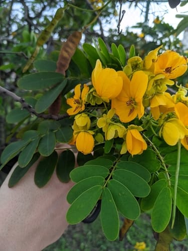 Senna surattensis (Singapore Shower) — photo