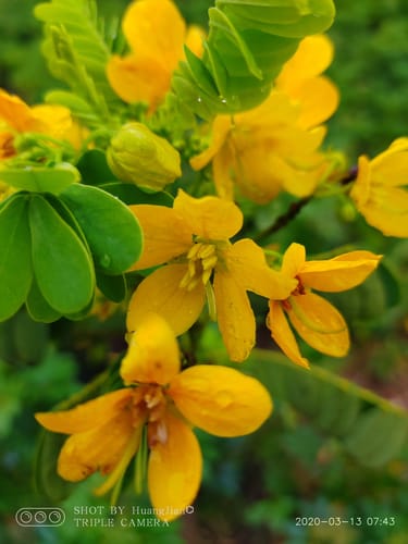 Senna surattensis (Singapore Shower) — photo