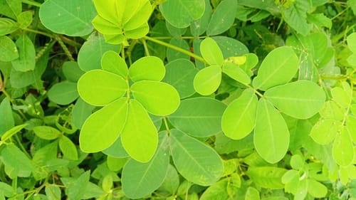 Senna tora (Stinking Cassia) — photo