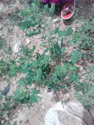 Senna tora (Stinking Cassia) — photo