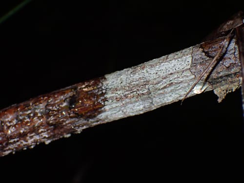 Senna undulata (Undulate senna) — photo