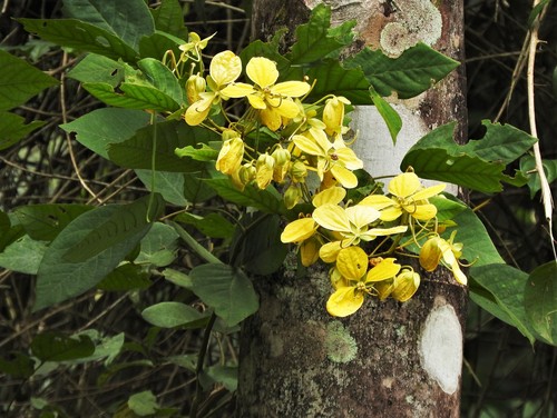 Senna undulata