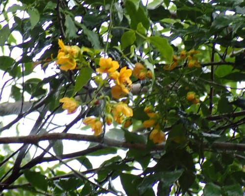 Senna undulata (Undulate senna) — photo