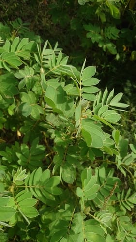 Senna uniflora (Oneleaf senna) — photo