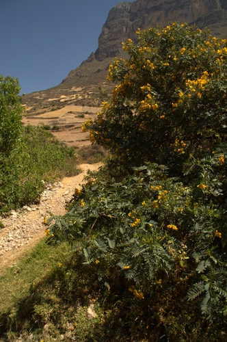 Senna versicolor (Mutuy) — photo