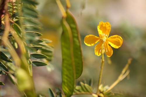Senna versicolor (Mutuy) — photo