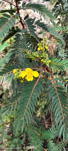Senna versicolor