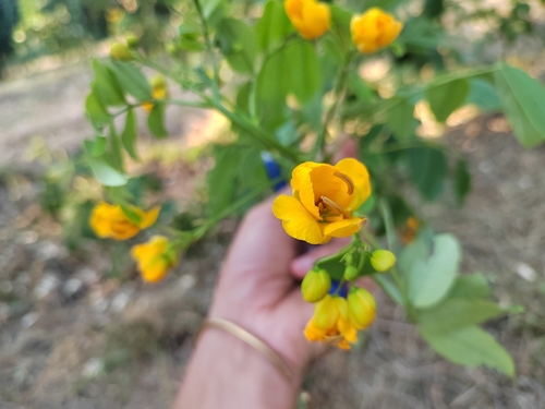 Senna x floribunda — photo