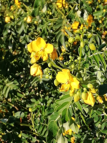 Senna x floribunda — photo