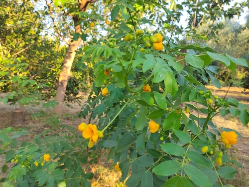 Senna x floribunda
