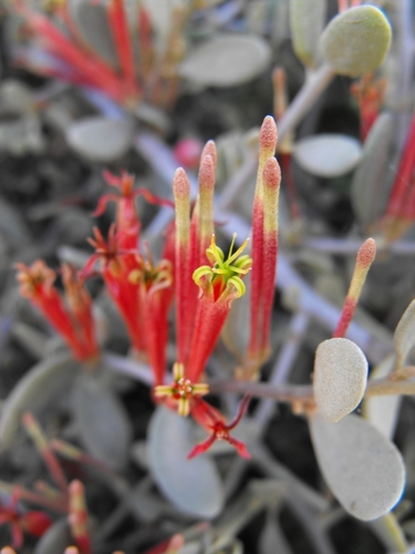 Septulina glauca