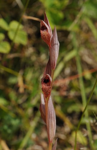 Serapias bergonii — photo