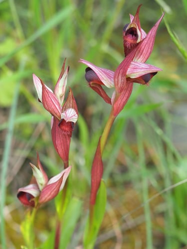 Serapias bergonii