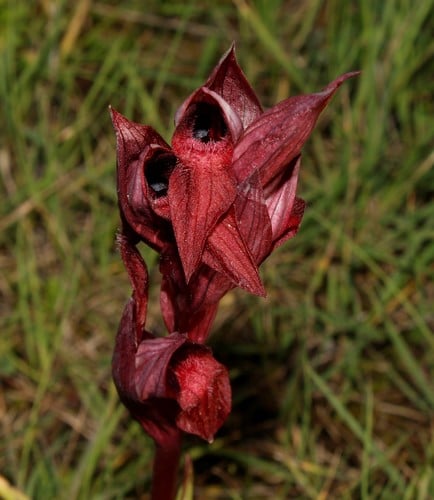 Serapias orientalis subsp. carica — photo