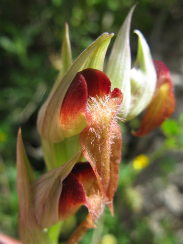 Serapias orientalis subsp. carica — photo