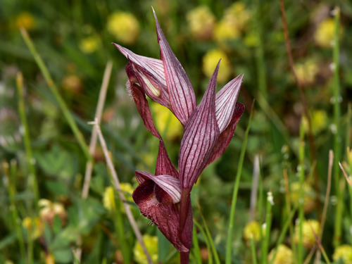 Serapias orientalis subsp. carica