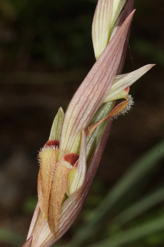 Serapias politisii — photo