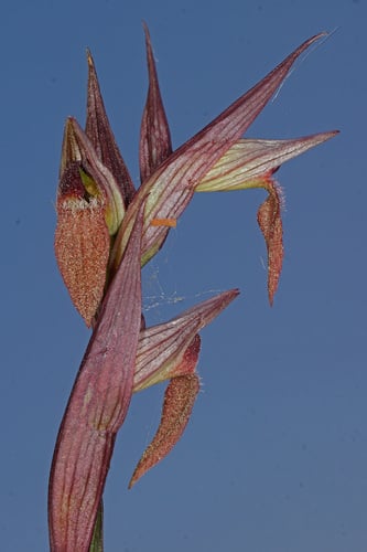 Serapias politisii