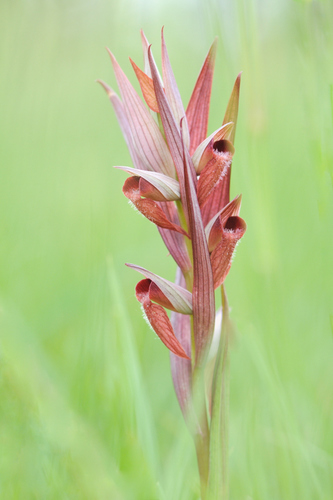 Serapias vomeracea