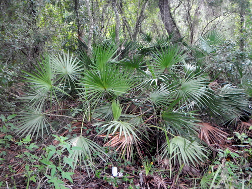 Serenoa repens (Saw palmetto) — photo