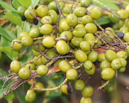 Serenoa repens (Saw palmetto) — photo