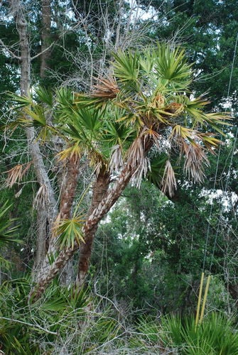 Serenoa repens
