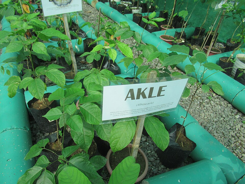 Serialbizzia acle (Akle) — photo