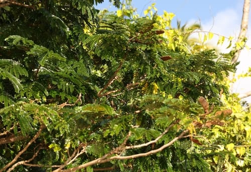 Serianthes melanesica (Vaivai) — photo