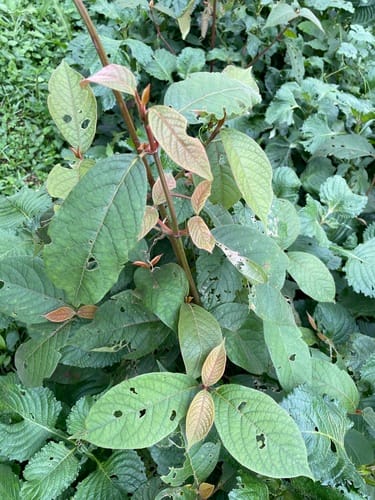 Sericostachys scandens — photo