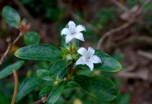 Serissa japonica (Snowrose) — photo
