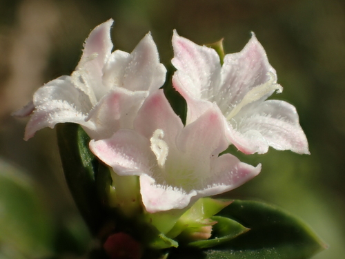 Serissa japonica