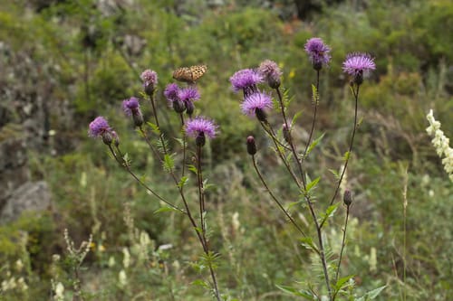 Serratula coronata (Crown sawwort) — photo